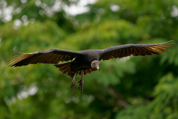 Black vulture - Coragyps atratus or American black vulture, bird in the vulture family, from the United States to Peru, Chile and Uruguay in South America. Flying and landing in the tropical forest