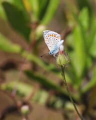 Selective Focus of Closeup of beautiful Common Blue Butterfly (Polyommatus icarus) sitting on plant, flower in Antalya Turkey.