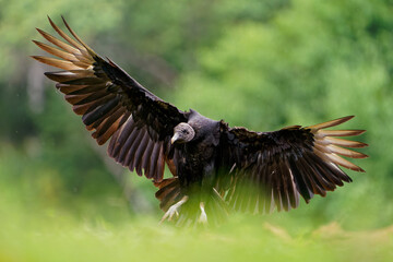 Black vulture - Coragyps atratus or American black vulture, bird in the vulture family, from the United States to Peru, Chile and Uruguay in South America. Flying and landing in the tropical forest