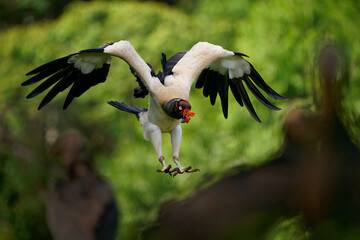 King Vulture - Sarcoramphus papa big bird of prey, 
family Cathartidae, black and white body, red,...
