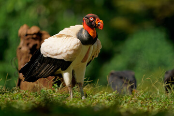 King Vulture - Sarcoramphus papa big bird of prey, 
family Cathartidae, black and white body, red, orange head, beak and throat. Wide wings flying and landing in rainy tropical weather