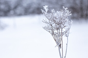 Lonely frozen branch or flower in ice crystals on a snowy background. Beauty in nature, lightness and tenderness. Natural minimalist style poster. Monochrome. Copy space, room for text.