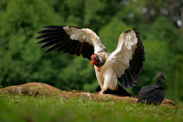 King Vulture - Sarcoramphus papa big bird of prey, 
family Cathartidae, black and white body, red, orange head, beak and throat. Wide wings flying and landing in rainy tropical weather