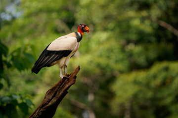 King Vulture - Sarcoramphus papa big bird of prey, 
family Cathartidae, black and white body, red, orange head, beak and throat. Wide wings flying and landing in rainy tropical weather