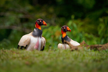 King Vulture - Sarcoramphus papa big bird of prey, 
family Cathartidae, black and white body, red, orange head, beak and throat. Wide wings flying and landing in rainy tropical weather