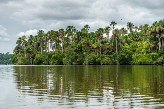 Aguaje Palm trees by Lake Sandoval, Tambopata Nature Reserve, Puerto Maldonado, Madre de Dios, Peru