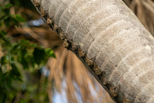 Proboscis bats on palm tree trunk at Lake Sandoval, Tambopata Nature Reserve, Puerto Maldonado, Madre de Dios, Peru