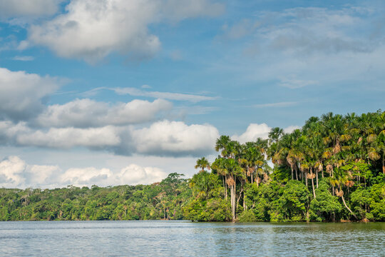 Aguaje Palm trees by Lake Sandoval, Tambopata Nature Reserve, Puerto Maldonado, Madre de Dios, Peru