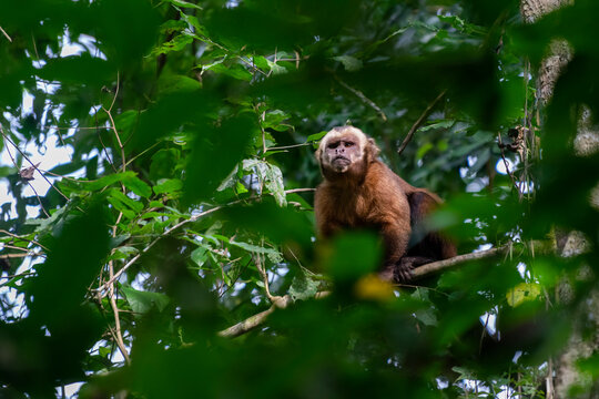 Tufted capuchin sitting on tree at Monkey Island, Tambopata Nature Reserve, Puerto Maldonado, Madre de Dios, Peru
