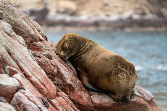 South American Sea Lion sleeping on rock at Ballestas Islands, Paracas, Peru