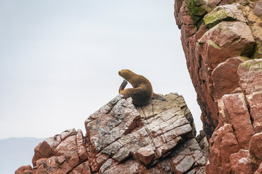 South American Sea Lion on rock at Ballestas Islands, Paracas, Peru