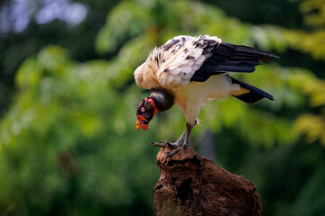 King Vulture - Sarcoramphus papa big bird of prey, 
family Cathartidae, black and white body, red, orange head, beak and throat. Wide wings flying and landing in rainy tropical weather
