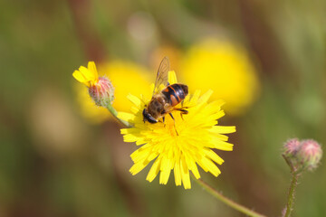 Bee collects pollen nectar on beautiful yellow flower, natural green and yellow background with copy space, soft selective focus.