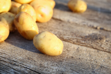 Young potato close-up on wooden background