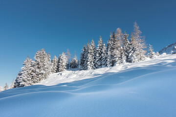 Fototapeta na wymiar Schneefeld mit Winterwald im Hintergrund