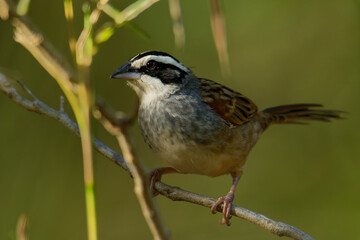 Obraz premium Peucaea ruficauda - Stripe-headed Sparrow breeds from Mexico, including the transverse ranges, Cordillera Neovolcanica to Pacific coastal northern Costa Rica, brown small bird on 