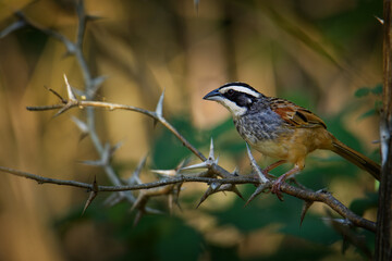 Peucaea ruficauda - Stripe-headed Sparrow breeds from Mexico, including the transverse ranges, Cordillera Neovolcanica to Pacific coastal northern Costa Rica, brown small bird on 