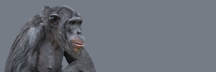 Fototapeta na wymiar Banner with a portrait of smart looking chimpanzee closeup with copy space and solid background. Concept of wildlife conservation, biodiversity and animal intelligence.