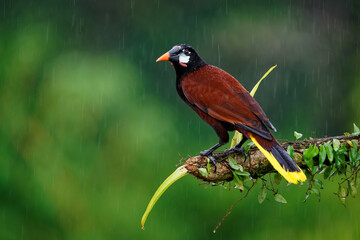 Montezuma Oropendola - Psarocolius montezuma tropical icterid bird, Caribbean coastal lowlands, Mexico, Panama, Nicaragua, Honduras, Costa Rica, brown big noisy bird in the rain doing flip head down