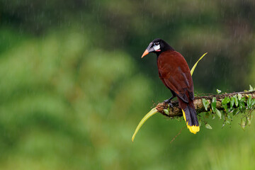 Montezuma Oropendola - Psarocolius montezuma tropical icterid bird, Caribbean coastal lowlands, Mexico, Panama, Nicaragua, Honduras, Costa Rica, brown big noisy bird in the rain doing flip head down