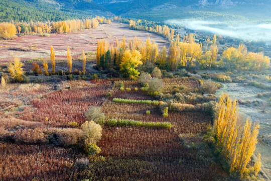 Spain, Cuenca, Wicker cultivation in Canamares in autumn