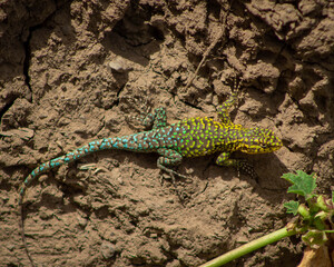 Naklejka na ściany i meble lagartija esbelta, endémica de la zona centro-sur de Chile sobre un fondo muy seco y caluroso. Podemos saber que es un macho por sus colores, azul, verde y amarillo. 