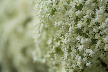 Sambucus nigra bush blooms with white flowers in the park in summer, close-up