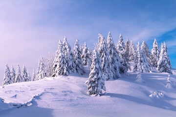 Winter landscape with snow covered spruce forest in mountains. Clear blue skies with sunlight.