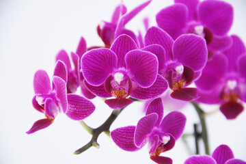 Fototapeta na wymiar Orchid, São Paulo, Brazil