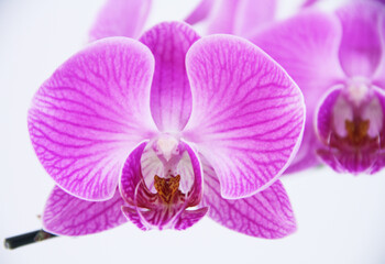 Orchid, São Paulo, Brazil