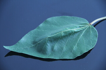 reen  leaf in  black background, São Paulo, Brazil