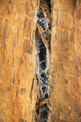  Texture of tree trunk  with spider net, São Paulo, Brazil