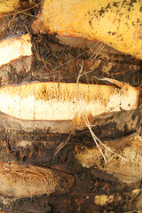 Coconut-tree trunk, São Paulo, Brazil