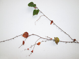 Root plant in the wall, São Paulo, Brazil