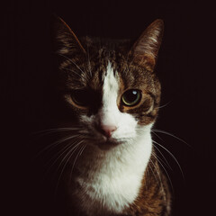 chats