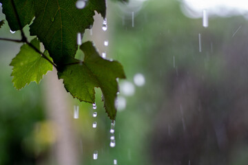 No cair da chuva