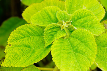 Close up of fresh Melissa Sur Citronella, a herbal medicine