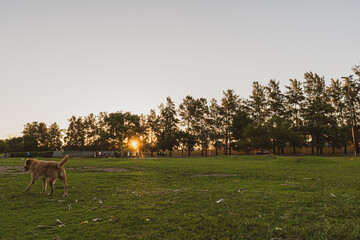 Dog walking in the park on a beautiful summer sunset.