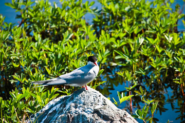 Arctic tern rests on rock Alaska USA