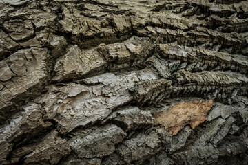 detail of rough bark structure