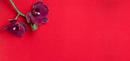 Valentines Day red background with purple orchid.