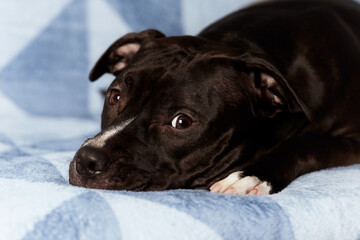 American pit bull terrier on bright background. Close up.	