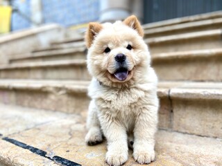 15 716 Canino Blanco Wall Murals Canvas Prints Stickers Wallsheaven