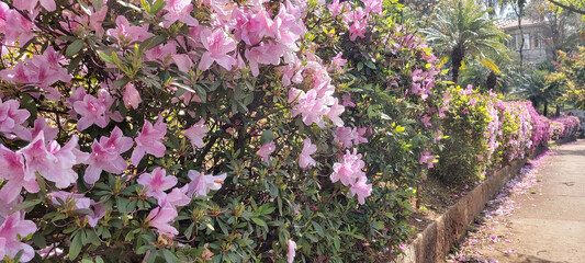 Obraz premium Close-up of pink flowering Rhododendron - Azalea shrub in spring, São Paulo, Brazil