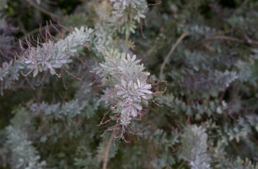 Exotic acacias. Closeup view of an Acacia baileyana Rubra. Selective focus on its beautiful gray color leaves texture and pattern. 