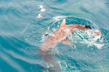 feeding sharks, reef sharks gather underwater for feeding in the Indian Ocean in the Maldives
