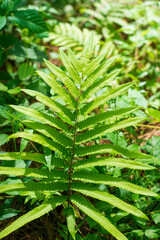 Dicksonia antartica plant