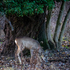 A roe deer walks in the woods