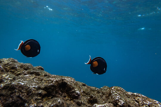 Two fish swim in a row above coral in the clear blue waters of hawaii