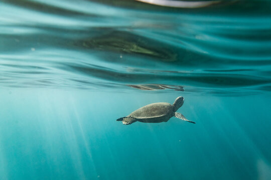 Sea turtle just below the ocean's surface with light streaks